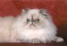 Kočka perská šedo-bílá